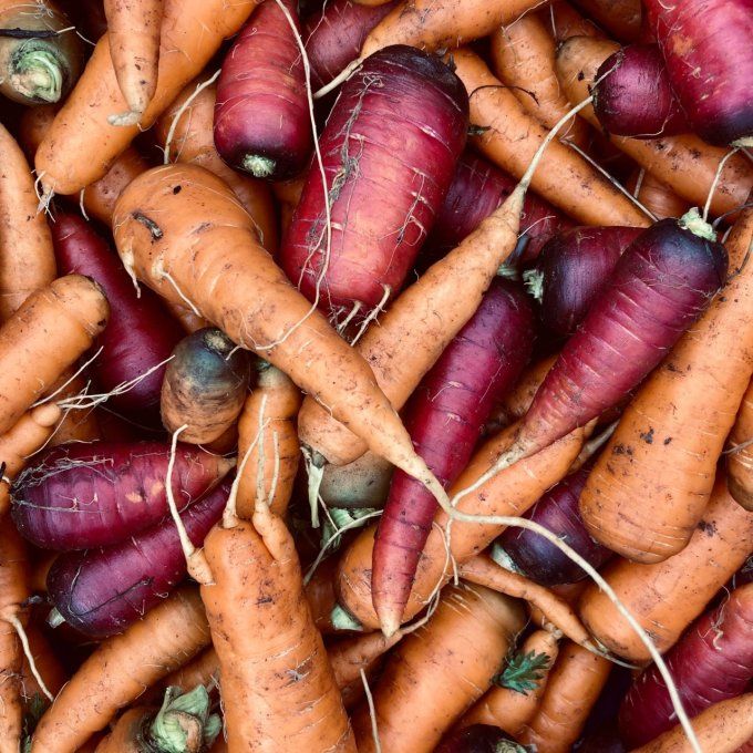 carottes / calibre au choix