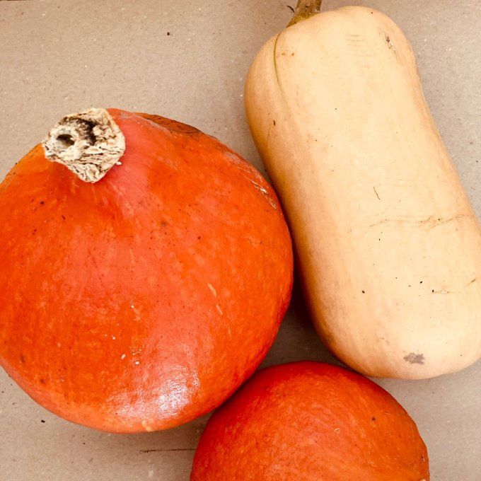 courges au choix : potimarron, butternut, courge spaghetti et musquée de Provence 